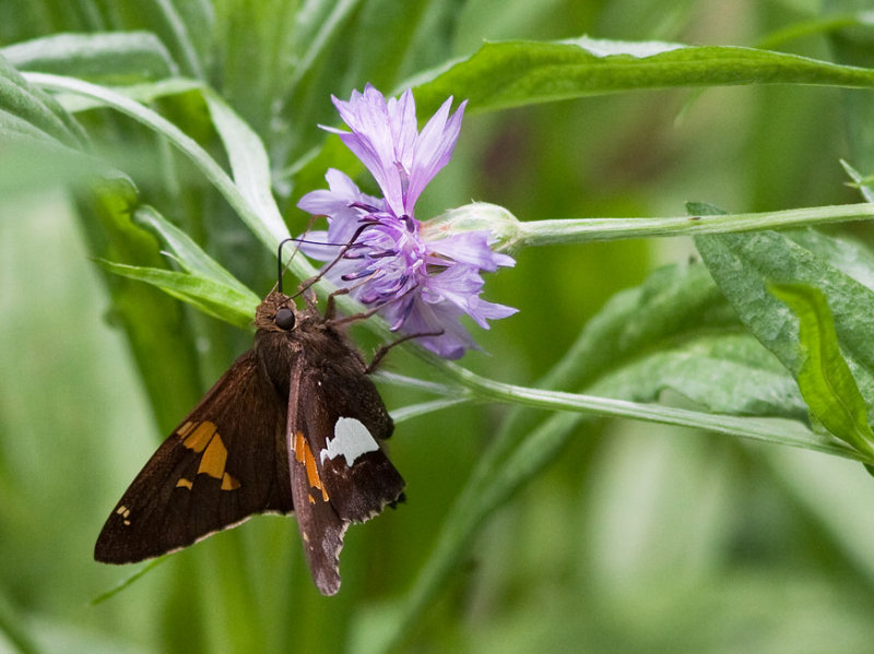 _MG_9689 Silver Spotted Skipper