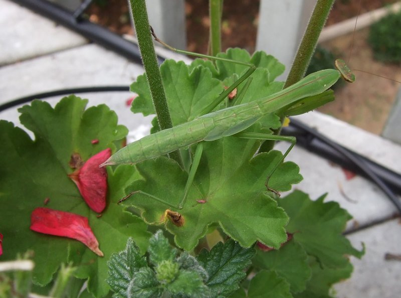 DSCF6087 Praying Mantis
