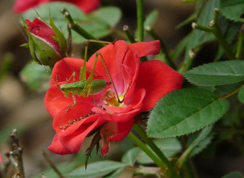 P1020411 Katydid