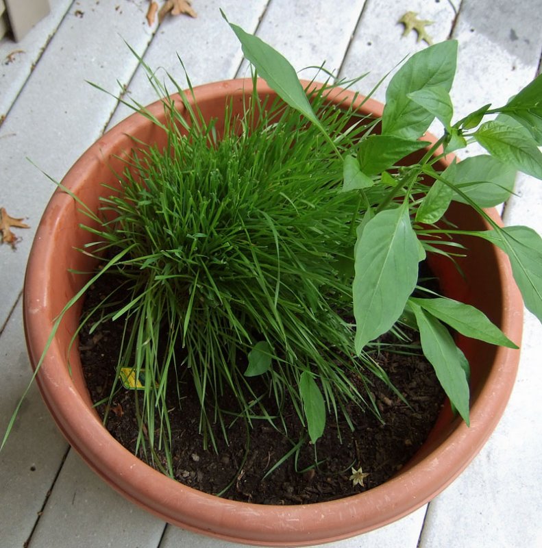 DSCF6220 Wheat Grass