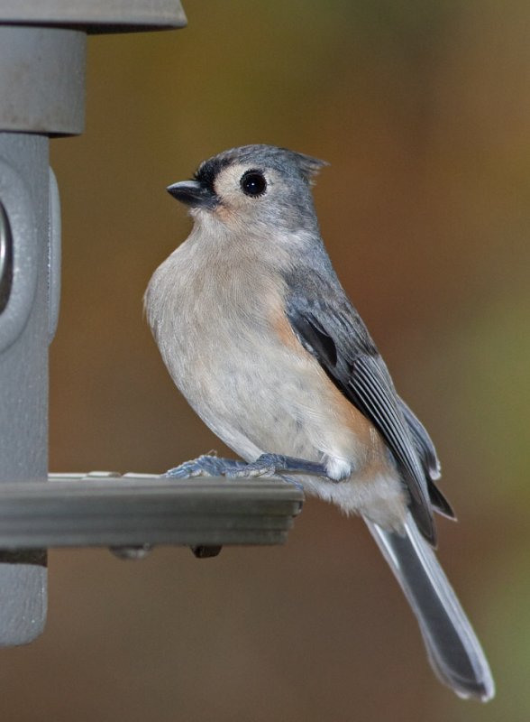 _MG_0475 Titmouse with Flash