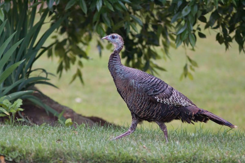 _MG_0957 Wild Turkey