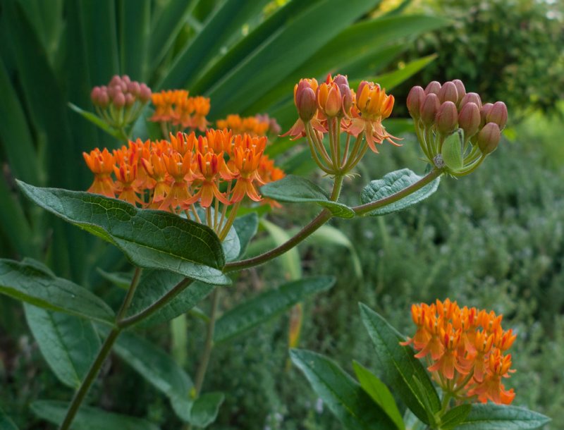 P1080463 Asclepias