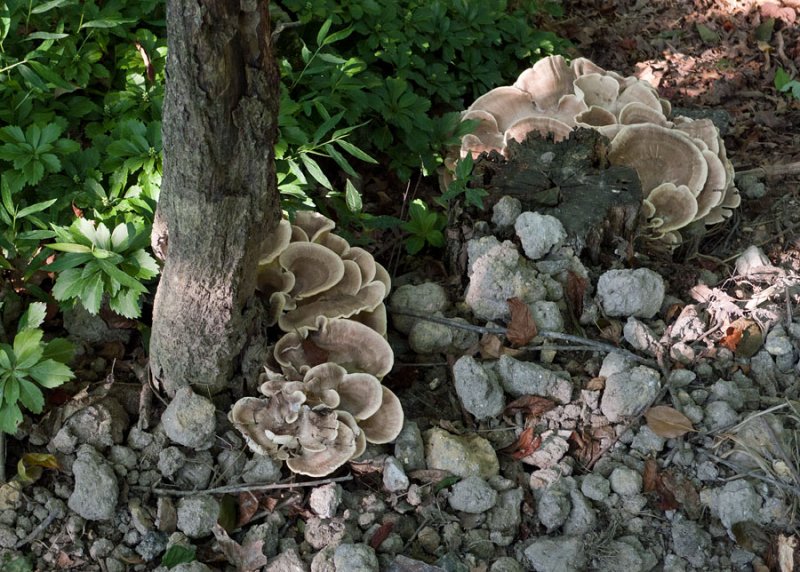 P1080466 Shelf Fungus