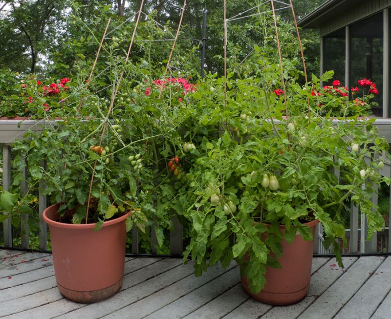 P1080481 Exploding Tomatoes