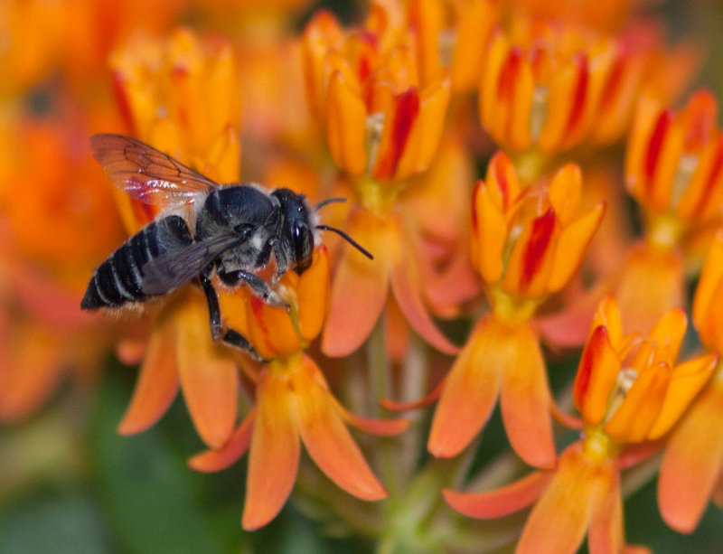 _MG_1024 Bee on Asclepias