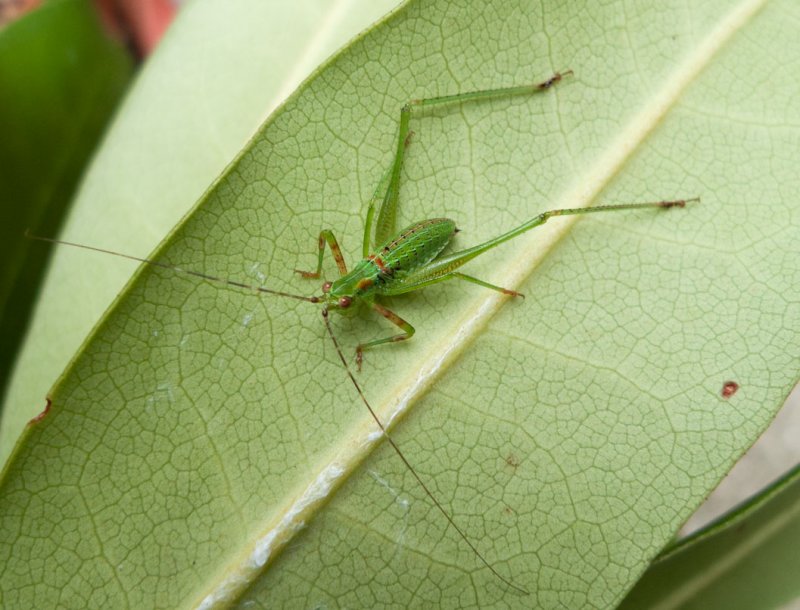 P1080496 Katydid Nymph