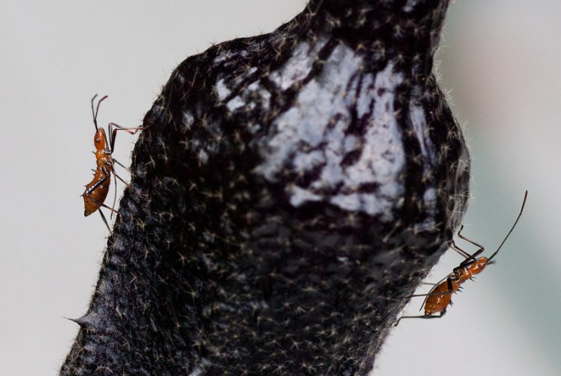 _MG_1771 Leaf Footed Bugs