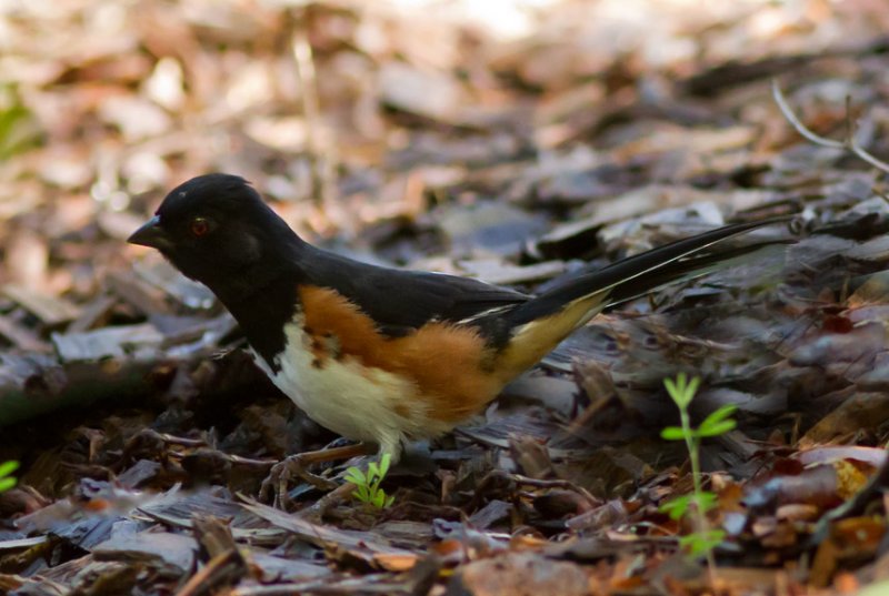 _MG_2641 Towhee