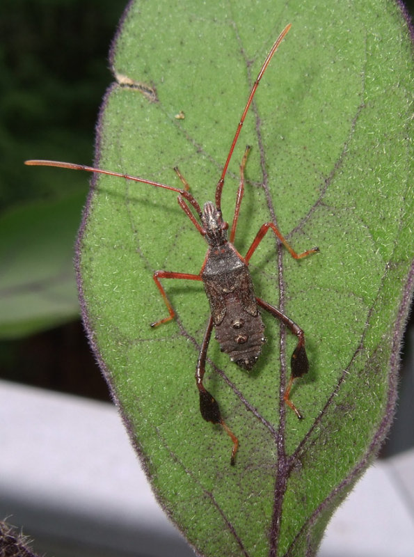 DSCF7023 Its Morphed 100 percent crop - Leaf Footed Bug