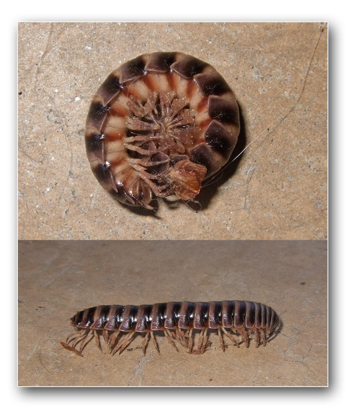 DSCF7063 Millipede