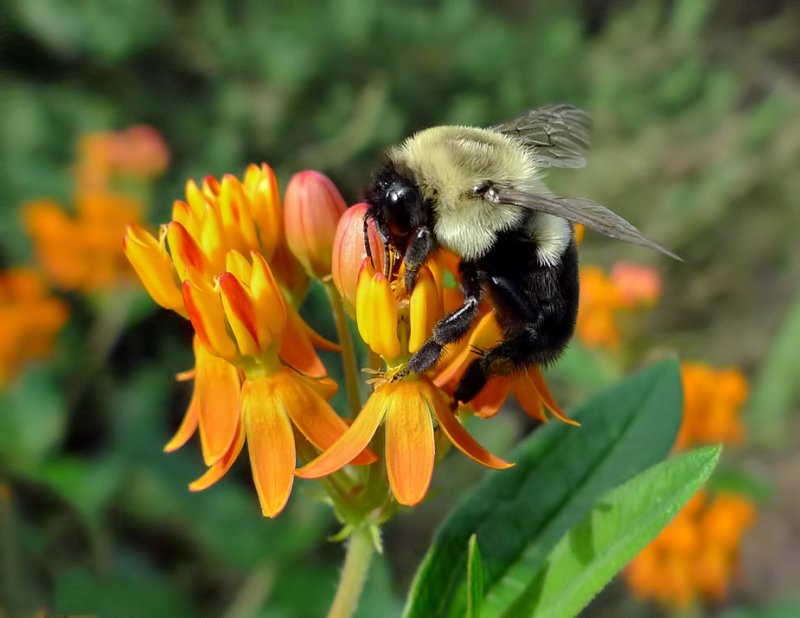 Bee on Asclepias