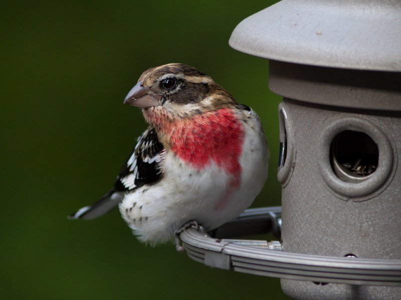 _MG_1260  Immature Male Rose Breasted Grosbeak.