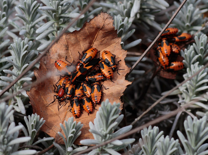 _MG_3424 Milkweed Bug Nymphs on Fallen Leaf