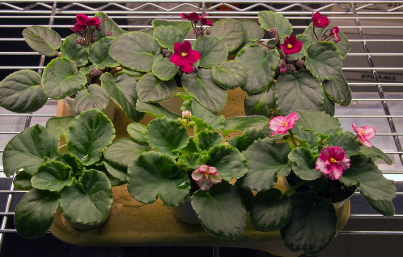 PB071502 African Violet Babies