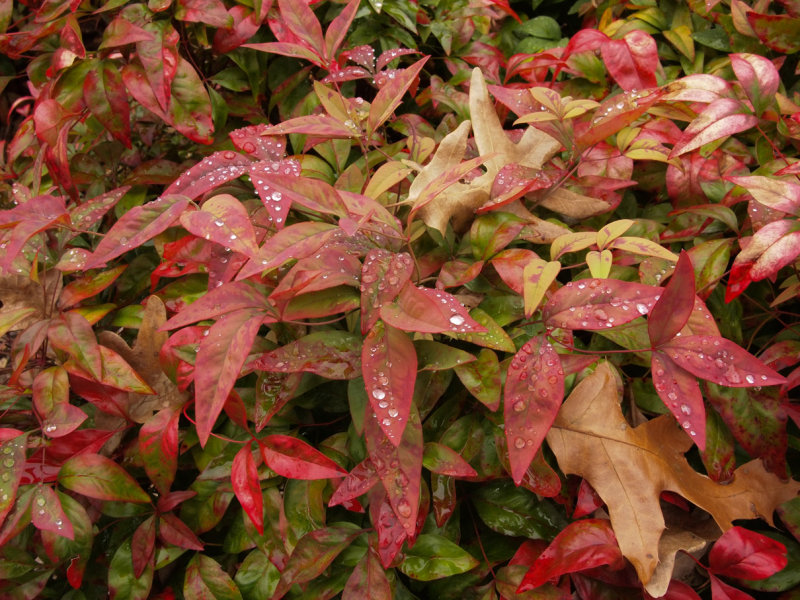 PB151542 Nandina