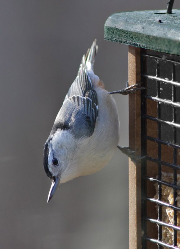 _MG_3715 Nuthatch