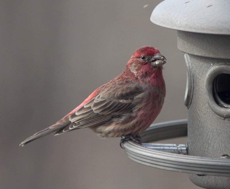 _MG_3758 House Finch