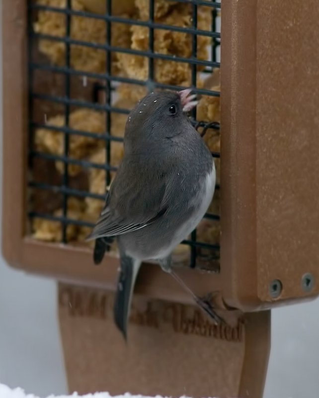 _MG_4165 Junco on Suet Feeder
