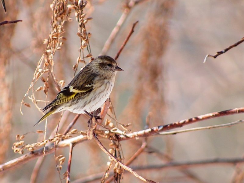 P1141793 Manual Focus - Pine Siskin