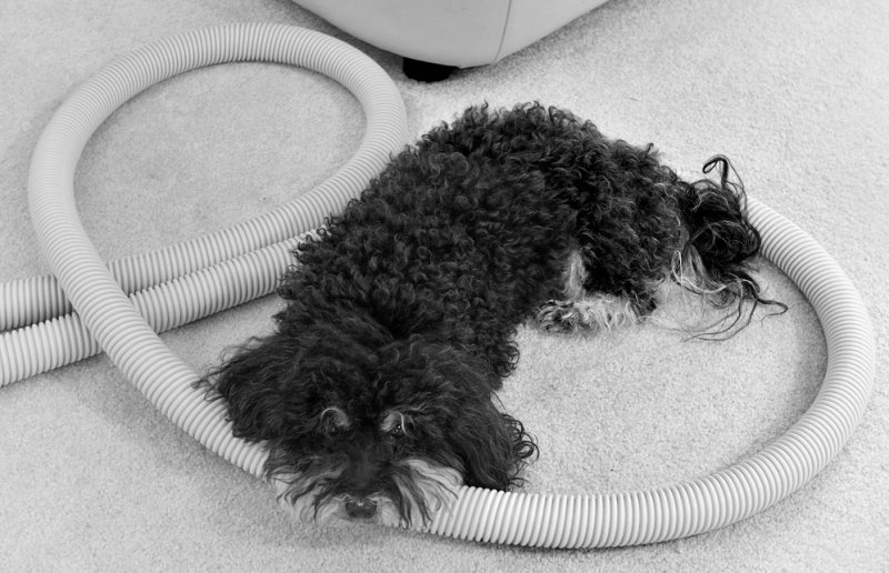 P1161856 Any place he hangs he head is home