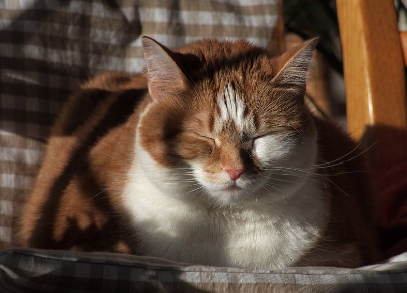 P1211997 Sunbather
