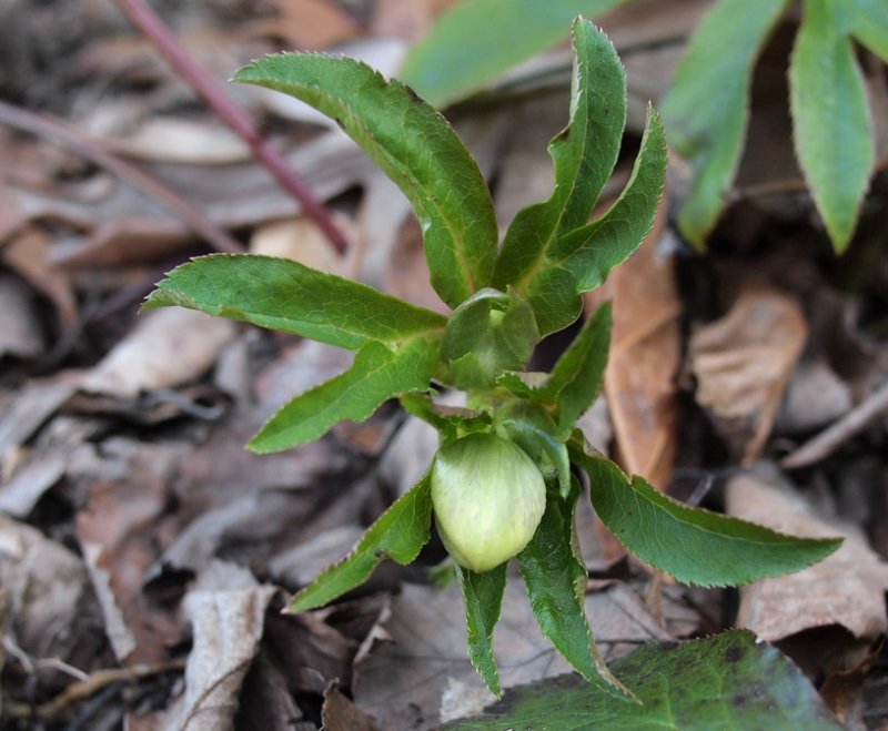 P2162324 Helleborus Bud