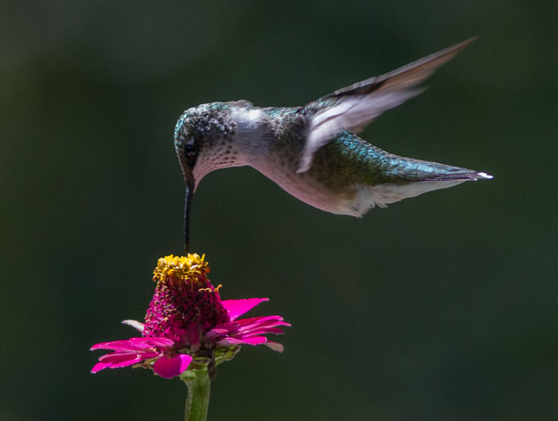 _MG_0914 Hummingbird over zinnia