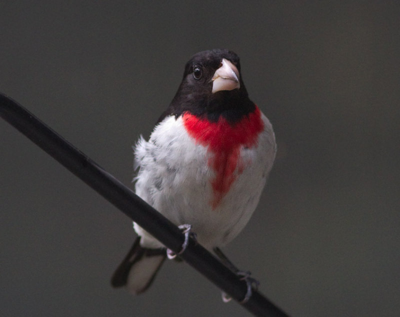 Adult Male Rose-Breasted Grosbeak