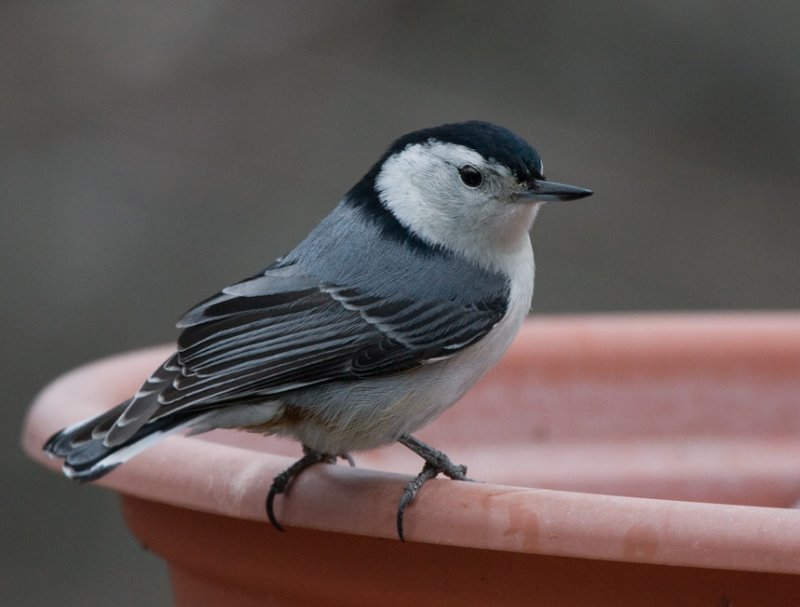 _MG_3141 Nuthatch