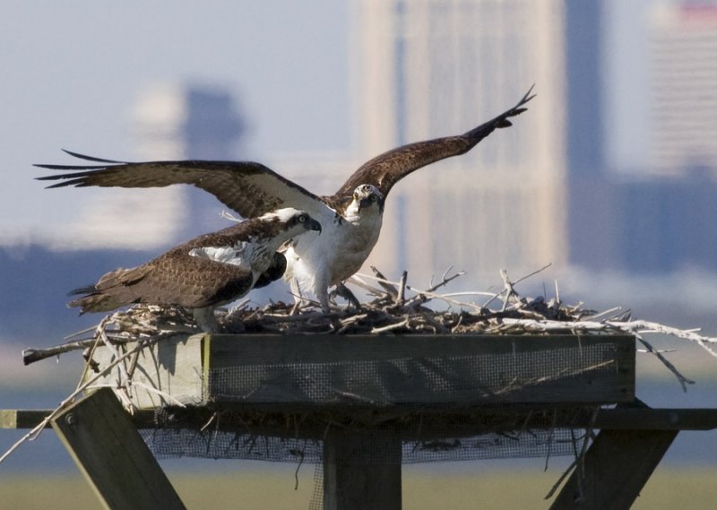 _MG_4173 Ospreys