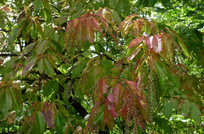 P1000199 Sourwood