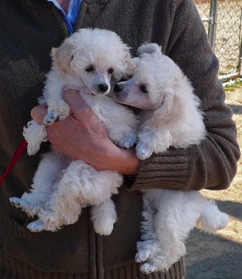 P1000738 9 wk toy poodle puppies.jpg