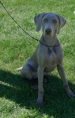 P1000938 Weimaraner.jpg