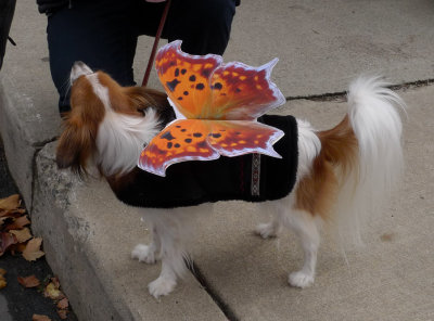 P1010144 Papillon with Wings