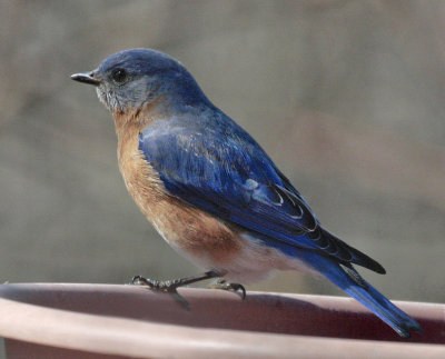 _MG_7005 Bluebird on Water Dish