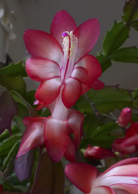 P1030268Schlumbergera (Zygocactus) Blossom