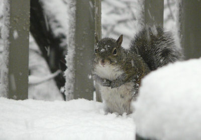 P1020278 Squirrel in Snow