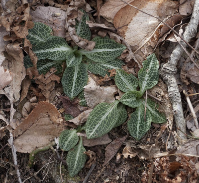 P1030439 Rattlesnake Plantain