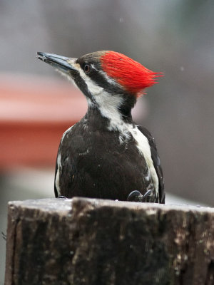 _MG_2677 Female Pileated  Woodpecker in the Rain
