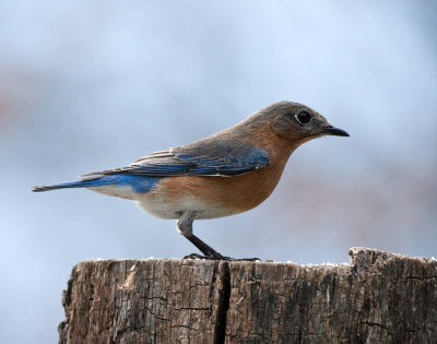 _MG_7486 Female Bluebird