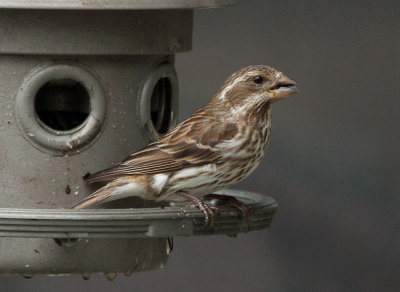 _MG_8063 Female Purple Finch