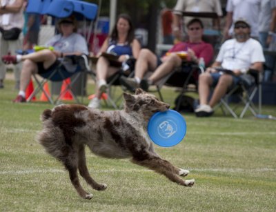 Disc Dogs