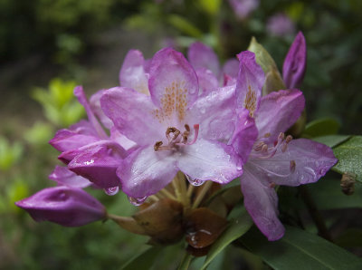 IMG_9431 Drenched Rhododendron Blossom