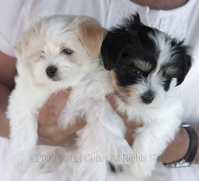 _MG_9280 Havanese Puppies