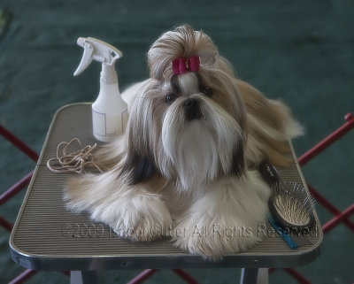 _MG_9323 Shih Tzu.