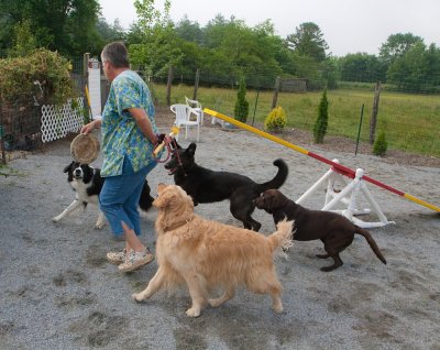 Spring Valley Farm Dog Care Kennels