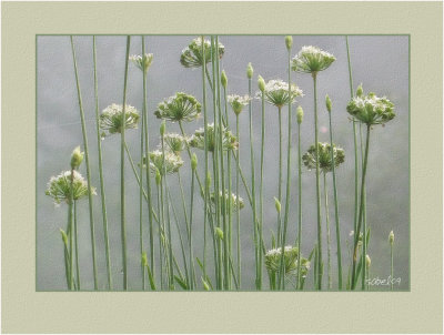 Garlic Chives in Fog