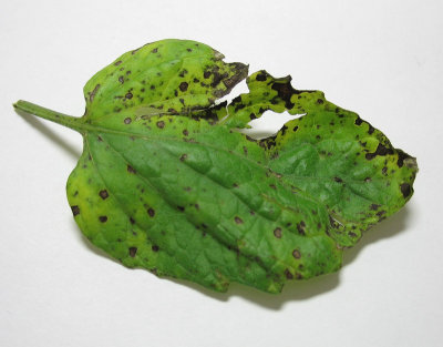 Septoria Leaf Spot?