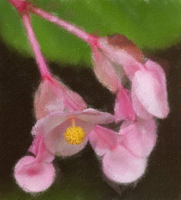 _MG_9707 Perennial Begonia Blossoms